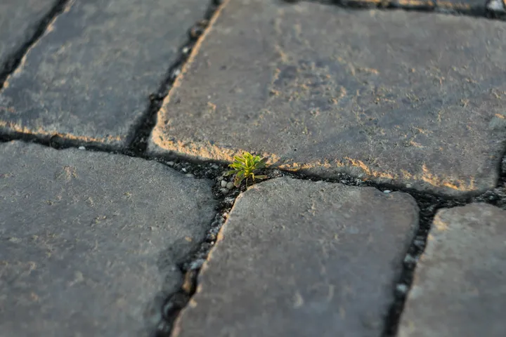 Um rebento de uma planta a nascer por entre as pedras da calçada