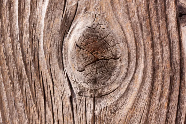 Grande plano de um nodo de um tronco de madeira